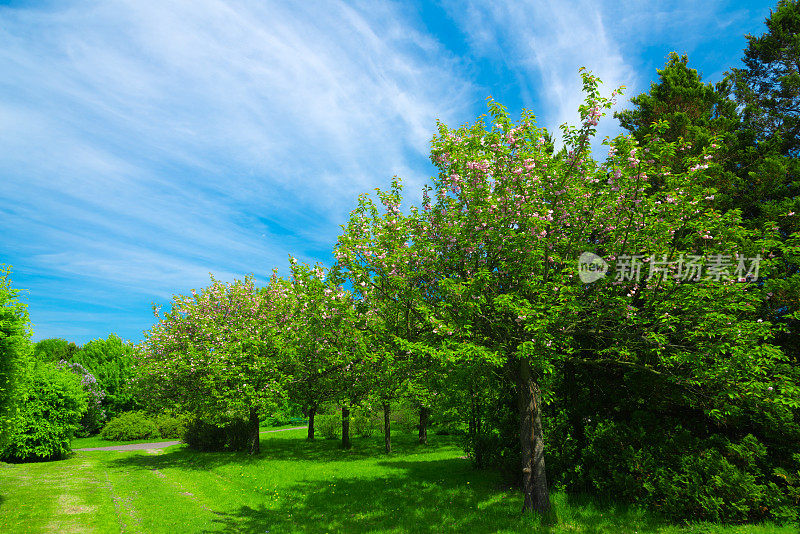 夏季景观- 36mpx